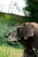 Picture of German Shorthaired Pointer looking away