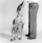 Picture of german shorthaired pointer, looking up to owner