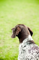 Picture of German Shorthaired Pointer looking away