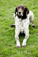 Picture of German Shorthaired Pointer lying down on grass
