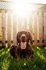 Picture of german shorthaired pointer lying in grass