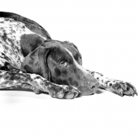 Picture of german shorthaired pointer, lying down