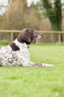 Picture of German Shorthaired Pointer lying down