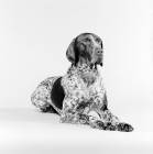 Picture of german shorthaired pointer, lying down on white background