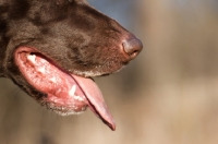 Picture of German Shorthaired Pointer muzzle