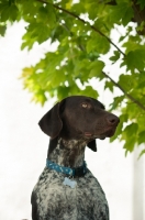 Picture of German Shorthaired Pointer near tree 