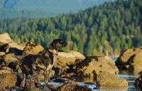 Picture of German Shorthaired Pointer near rocks