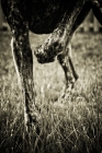Picture of german shorthaired pointer on point