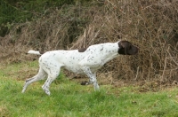 Picture of German Shorthaired Pointer on point