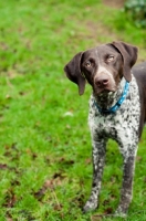Picture of German Shorthaired Pointer on grass