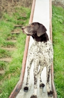 Picture of German Shorthaired Pointer on slide