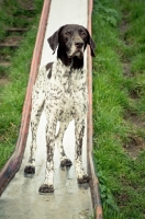 Picture of German Shorthaired Pointer on slide