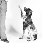 Picture of german shorthaired pointer, one leg up