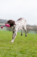 Picture of German Shorthaired Pointer playing with toy