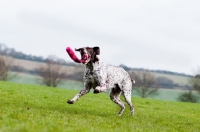 Picture of German Shorthaired Pointer playing in field