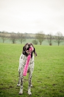 Picture of German Shorthaired Pointer playing