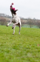 Picture of German Shorthaired Pointer playing in field