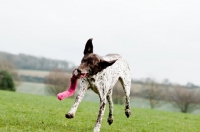 Picture of German Shorthaired Pointer playing