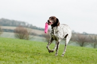 Picture of German Shorthaired Pointer playing