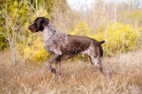 Picture of German Shorthaired Pointer pointing in field