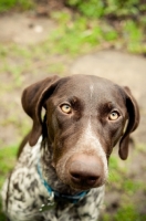 Picture of German Shorthaired Pointer portrait