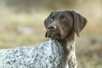 Picture of German Shorthaired Pointer portrait