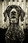 Picture of german shorthaired pointer portrait