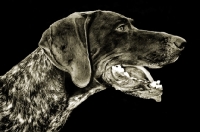 Picture of German Shorthaired Pointer portrait on black