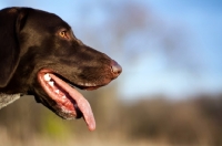 Picture of German Shorthaired Pointer profile