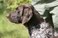 Picture of German Shorthaired Pointer profile