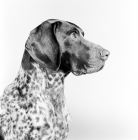 Picture of german shorthaired pointer profile