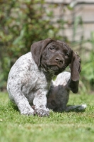 Picture of German Shorthaired Pointer puppy, scratching