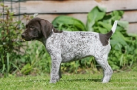 Picture of German Shorthaired Pointer puppy, side view