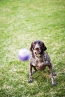 Picture of German Shorthaired Pointer ready to catch ball