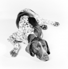Picture of german shorthaired pointer, resting on white background