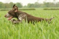 Picture of German Shorthaired Pointer running in field