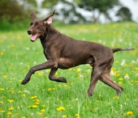Picture of German Shorthaired Pointer running on grass