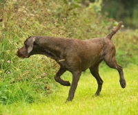 Picture of German Shorthaired Pointer searching