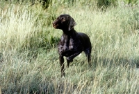 Picture of german shorthaired pointer sh ch hillanhi laith, looking alert