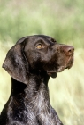 Picture of german shorthaired pointer, sh ch hillanhi laith, portrait