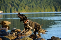 Picture of German Shorthaired Pointer shaking out water