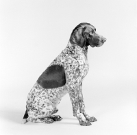 Picture of german shorthaired pointer, sitting on white background