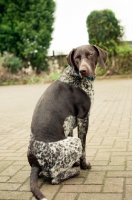 Picture of German Shorthaired Pointer sitting on pavement