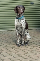 Picture of German Shorthaired Pointer sitting near pavement