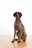 Picture of German Shorthaired Pointer sitting on wooden floor
