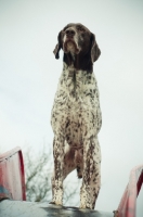Picture of German Shorthaired Pointer standing on slide