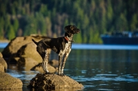 Picture of German Shorthaired Pointer standing on rock