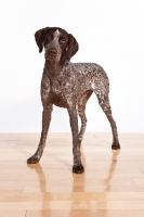 Picture of German Shorthaired Pointer standing on wooden floor