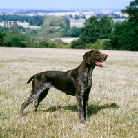 Picture of german shorthaired pointer standing in a field