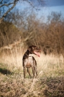 Picture of German Shorthaired Pointer standing in field